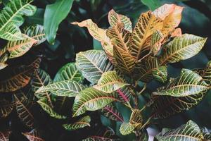 Krotonpflanze oder Gartenkroton hat den wissenschaftlichen Namen codiaeum variegatum. foto