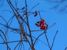 leuchtend rote Weißdornbeeren im Sonnenlicht vor einem strahlend blauen Himmel im Spätherbst. lateinischer Name crataegus. foto