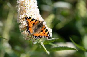 der kleine fuchsfalter aglais urticae foto