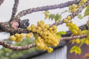 Sternstachelbeere frisches Grün am Baum foto