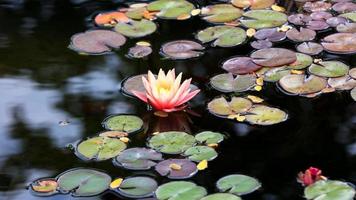 Seerose und Schoten im Teich foto