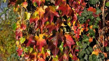Kletternde Zierpflanze mit leuchtend roten Blättern von Jungferntrauben an der Wand im Herbst. leuchtende Farben des Herbstes. Parthenocissus Tricuspidata oder Boston Efeu verfärbt sich im Herbst. Naturmuster