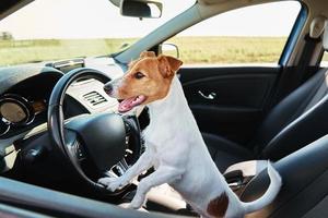 Hund schaut aus dem Autofenster. foto