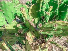 Ein grüner, tropischer, glatter Kaktus wächst in einem heißen, tropischen Wüstenland. Kaktus mit kleinen Nadeln. exotische Flachpflanze auf trockenem, dehydriertem Boden foto