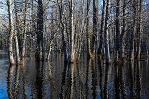 Soomaa-Nationalpark bei Überschwemmungen foto