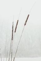 Nahaufnahme von Rohrkolbenpflanzen, die mit Frost-Konzeptfoto bedeckt sind foto