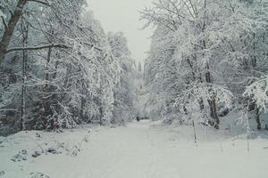 Skifahrer, umgeben von einem Winterwunderland-Landschaftsfoto foto