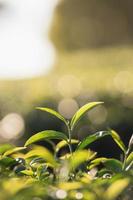 Grüntee-Blattplantage Biobauernhof am Morgen, unscharfer Hintergrund. frische grüne Teeblätter. Grünteeplantagen bei Sonnenaufgang am Morgen. Frische organischer Teegarten für Tapetenhintergrund. foto