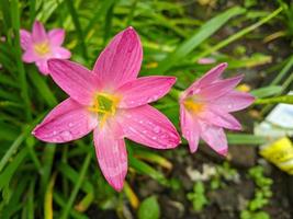 die rosa regenlilie ist eine pflanzenart der gattung zephyranthes oder regenlilie, die in peru und kolumbien beheimatet ist foto