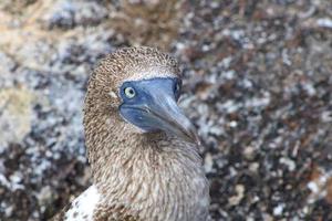 Blaufußtölpel auf den Galapagos-Inseln foto