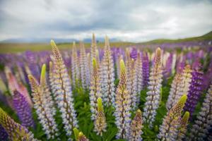 Lupinen-Wildblumen in Neuseeland foto