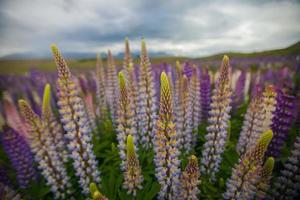 Lupinen-Wildblumen in Neuseeland foto