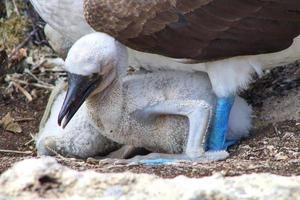 Blaufußtölpel auf den Galapagos-Inseln foto