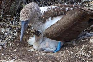 Blaufußtölpel auf den Galapagos-Inseln foto