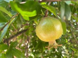 grüner Granatapfel auf dem Baum. Granatapfelfrucht auf Baumast foto