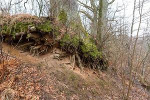 freigelegte Baumwurzeln foto