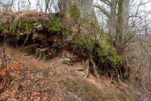 freigelegte Baumwurzeln foto