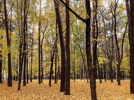 Herbstwald. die bäume stehen ohne blätter, die blätter sind zu boden gefallen. Bunte Ahornblätter liegen auf dem Boden. Schönheit des Herbstwetters