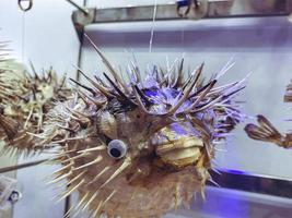 Aquarium mit Fischen. Unterwassertiere, Korallen, Pflanzen. Unter Wasser setzte der Seeigel seine Stacheln frei. Fische werden vor Gefahren geschützt foto