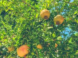 gelber Granatapfel, der an einem Ast hängt. Granatapfelbaum in einem heißen, tropischen Land. essbare Vitaminfrüchte. vegane Produkte, Öko-Bauernhof-Lebensmittel foto