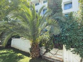 Hotelanlage in einem heißen, tropischen Land. ein kleines Steingebäude mit Türmen. Palmen, Sträucher und grünes Gras neben dem Gebäude. Palmengarten mit dicken Stämmen foto