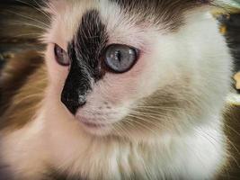 Weiße Katze sitzt auf dem Bett. süße, flauschige Katze mit weißem Fell. Blauäugiges Kätzchen mit schwarzer Nase und langen Schnurrhaaren. süße Katze foto