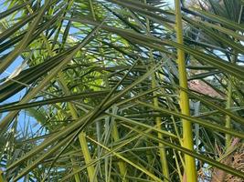Palmblätter dunkelgrüner Hintergrund. Kokospalmen. atmosphärisches Dschungelfoto im Instagram-Stil foto