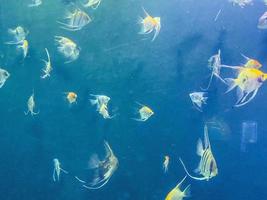Fischschwärme schwimmen unter Wasser. mehrfarbiger, gelber Kaiserfisch im Aquarium. Aquarienfische, exotische Tiere, Unterwasserwelt foto