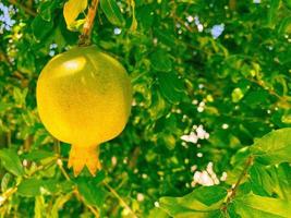 Früchte in einem heißen Land, ein tropischer Baum mit Früchten. Granatapfelbaum. am Zweig ist eine gelbe, natürliche Frucht. Granatapfel, der in der Sonne reift foto