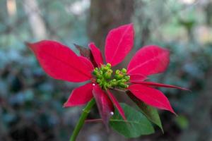Pflanze mit roten Blättern foto