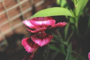 Nahaufnahme der Blume im Garten im Freien foto