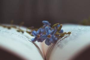 winzige lila Blüten im alten Vintage-Buch foto