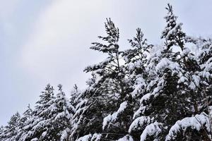 Winterwald im weißen Schnee. Im Wald liegt viel Schnee auf Tannenzweigen. schöner winterwald mit schnee und weihnachtsbäumen. foto