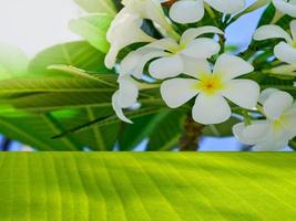 Der grüne Bananenblatttisch ist leer. weißer Frangipani-Blume-Hintergrund mit Sonnenlicht Produktwerbung Design-Vorlage Hintergrund foto