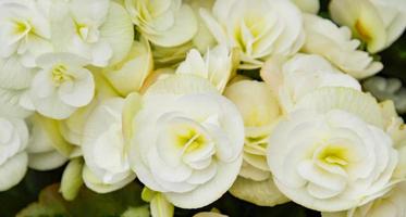 White Rose Textur Magazin Postkarte Design-Vorlage, Website, Valentinstag, Hochzeitstag foto