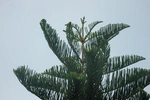 Araucaria heterophylla oder Norfolk-Fichte ist eine Nadelbaumart, die auf der Insel Norfolk beheimatet ist. foto