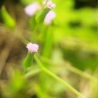 Nahaufnahme der Blume foto