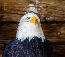 verwirrter Blick auf Adler in einem Käfig in einem Zoo in Wisconsin foto