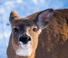 neugierige Rehe hautnah im Schnee foto