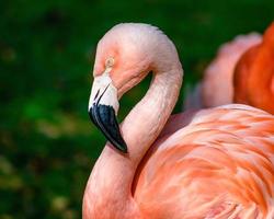 Nahaufnahme eines rosa Flamingos an einem sonnigen Tag in einem Zoo foto