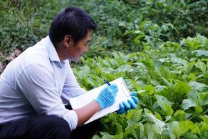asiatischer mann hält büroklammer und schreibt darauf, während er wachstum und krankheiten von gemüse im garten überprüft. Konzept, Agrarforschung. Achten Sie auf Bio-Gemüse. foto