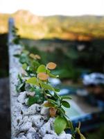 Perspektivische Ansicht, selektive Fokussierung von winzigen Pflanzenbäumen, die von der alten Steinmauer auf der Spitze des Hügels aufwachsen. Kraft der Natur zeigen, dass der Neuanfang in jeder Ruine beginnen kann foto