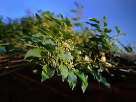 Tiefwinkelansicht von porana volubilis burm.f, Schneerebe im warmen Sonnenlicht, vor strahlend blauem Himmel, selektiver Fokus, unscharfer Hintergrund, Tapete foto