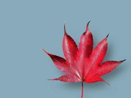 isoliert von einem einzigen lebendigen roten Ahornblatt, Farbe des Herbstes, gefallene Blätter, Ausschnitt, trockenes Blatt, transparent, Element, Objekt, grafische Ressource foto