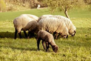 Schafherde auf dem Feld. Schafe und Lämmer auf der Wiese, die Gras in der Herde fressen. Landwirtschaft im Freien. schöne Landschaft. Tiere des Bauernhofs. Sonniger Abend, tolles Wetter.