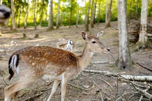 schöne, junge Hirsche, die im Wald spazieren gehen. wildes Tier. Wildlife-Szene aus der Natur. Nahaufnahme. foto