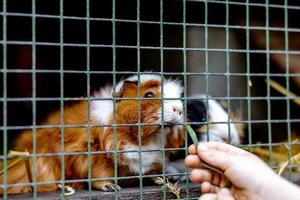 süße meerschweinchen auf tierfarm im stall. meerschweinchen im käfig auf natürlichem öko-bauernhof. Tierhaltung und ökologische Landwirtschaft. Kind füttert ein Haustier durch die Lücke im Käfig. foto