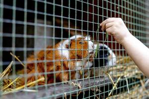 süße meerschweinchen auf tierfarm im stall. meerschweinchen im käfig auf natürlichem öko-bauernhof. Tierhaltung und ökologische Landwirtschaft. Kind füttert ein Haustier durch die Lücke im Käfig. foto