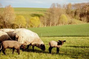 Schafherde auf dem Feld. Schafe und Lämmer auf der Wiese, die Gras in der Herde fressen. Landwirtschaft im Freien. schöne Landschaft. Tiere des Bauernhofs. Sonniger Abend, tolles Wetter.