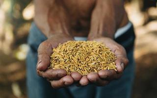 Nahaufnahme der Hand, die Samen hält, Aussaat, Sämling, Landwirtschaft. Reissamen foto